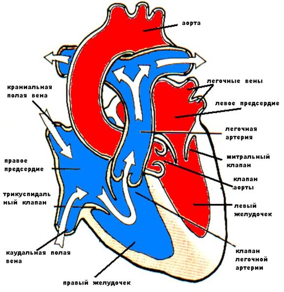 Предсердие у животных. Строение сердца собаки схема. Строение сердца собаки анатомия. Анатомическое строение сердца собаки. Структуры сердечно сосудистой системы собаки.