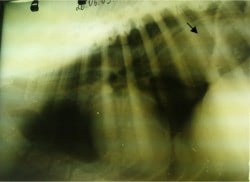 При  кардиологическом  обследовании собаки, страдающей  одышкой, слабостью, периодическими  обмороками  было  обнаружено  обширное новообразование  в  грудной  полости.