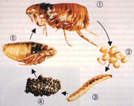 Блохи Животных Фото