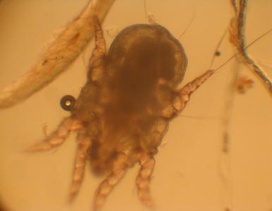 Клещ Otodectes cynotis под микроскопом.