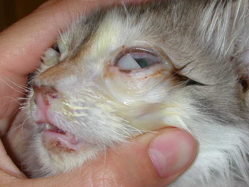 Герпесвирус кошек